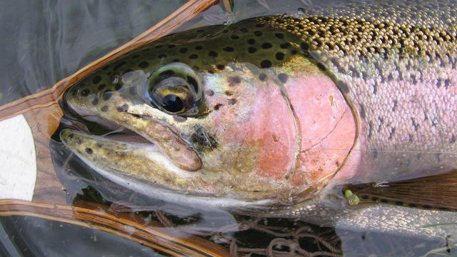 rainbow-trout-from-creek-in-big-horn-county-mt-black-caddis-in-mouth-judith-lehmberg-promo.jpg 