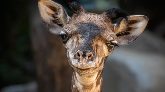 la-zoo-new-baby-giraffe.jpg 