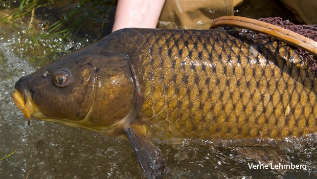 Nature up close: The pros and cons of introducing non-native fish ...