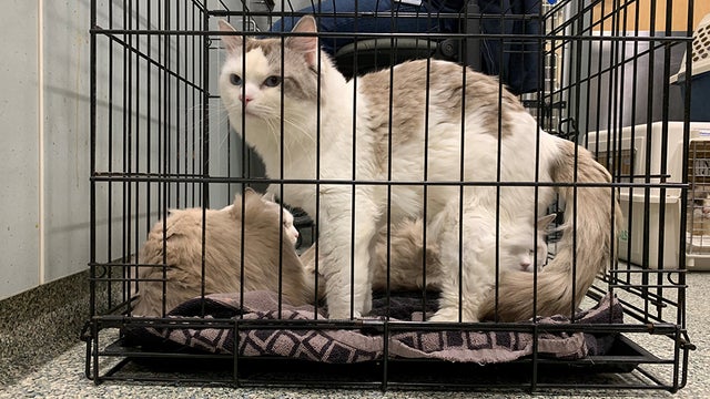 ragdoll-cats-mspca.jpg 