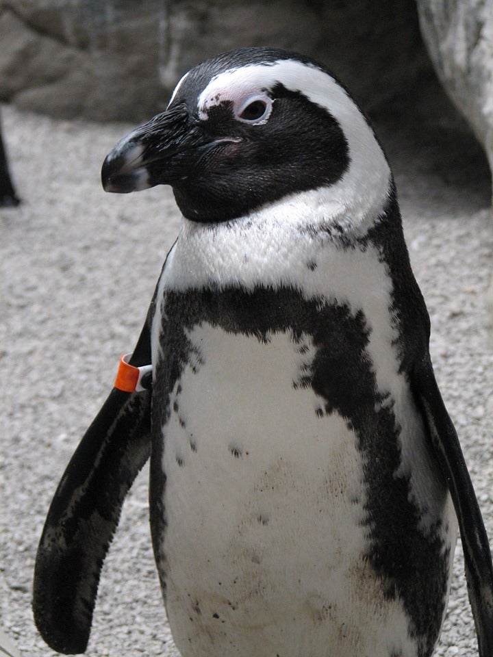 Goodbye Mongo: Oldest African Penguin At Pueblo Zoo Dies - CBS Colorado