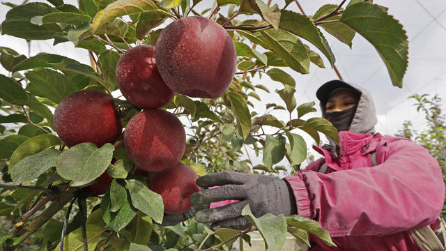 Cosmic Crisp vs Honeycrisp Apples 