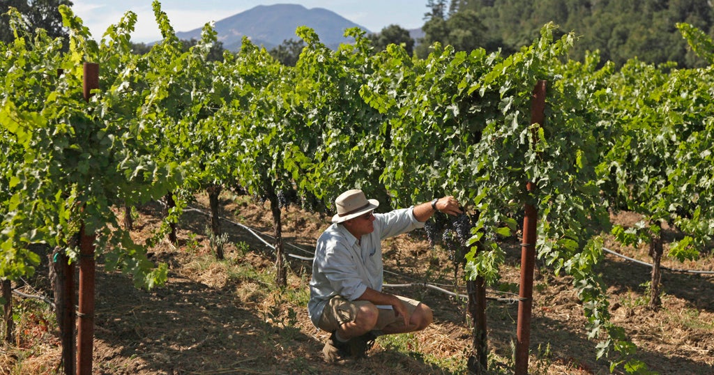 Napa County's famed Wine Country prepares for climate change - Vimarsana News