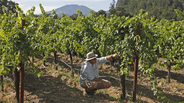Wine Grape Grower Napa Valley 