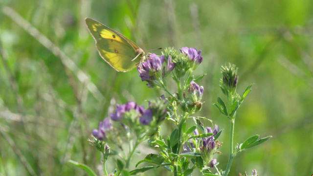 1020-sunmo-naturebutterflies-1955301-640x360.jpg 