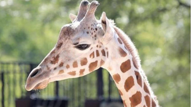 Kazi-giraffe-Denver-Zoo.jpg 