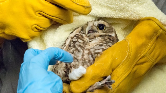 PUEO-THE-OWL.jpg 