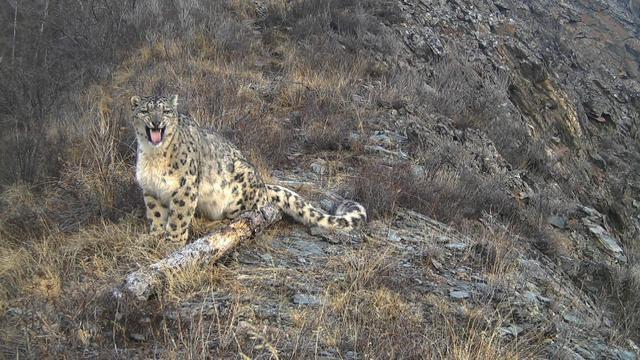 1024-ctm-snowleopards-palmer-1957839-640x360.jpg 
