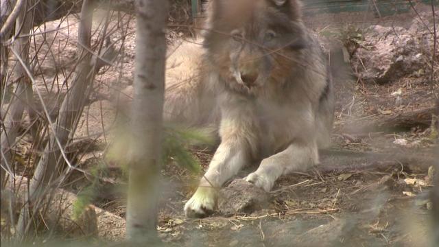 wolf-reintroduction-debate-colorado-1.jpg 