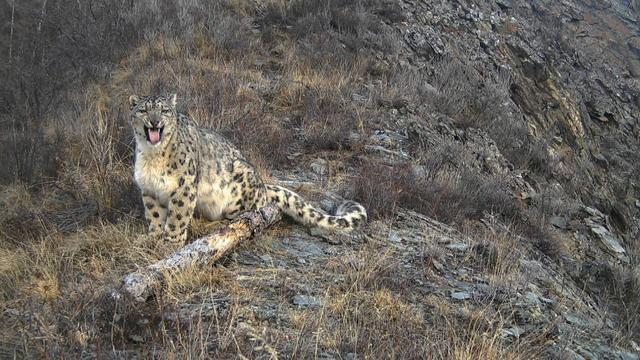 1024-en-snowleopards-palmer-1958229-640x360.jpg 