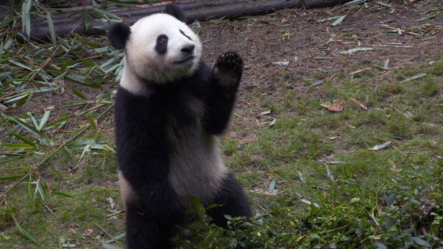 panda-4-1958653-640x360.jpg 