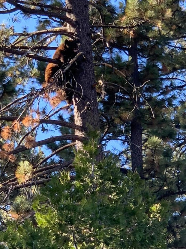 Bear 3 