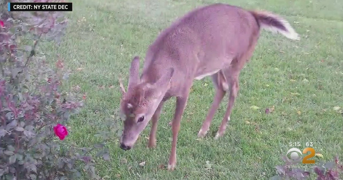 83-Year-Old Badly Injured In Unprovoked Deer Attack Outside His Long ...
