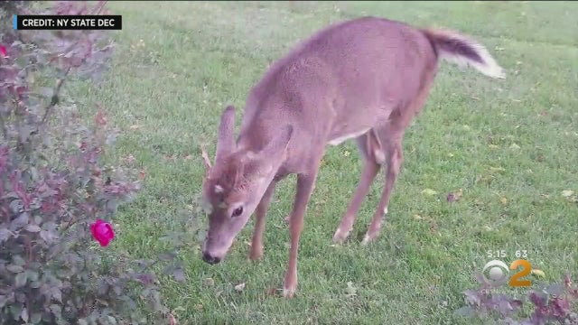 1025deerattack.jpg 