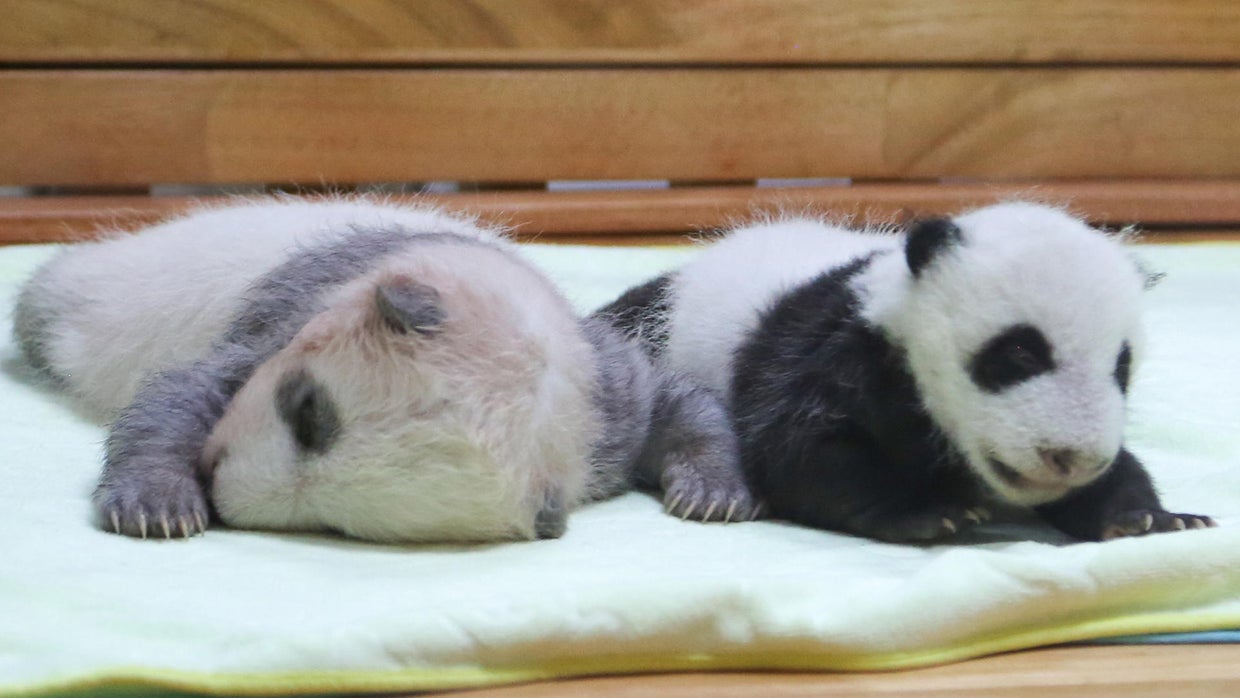 Giant pandas: What does it take to raise a baby panda in captivity ...