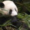 Giant Pandas: How China and the U.S. are saving the iconic bear from extinction