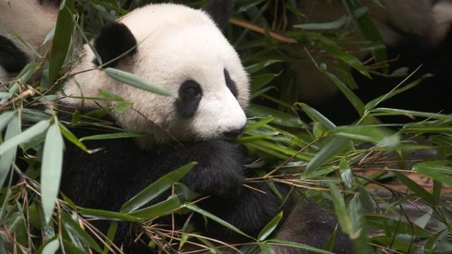 pandavideo-1959605-640x360.jpg 