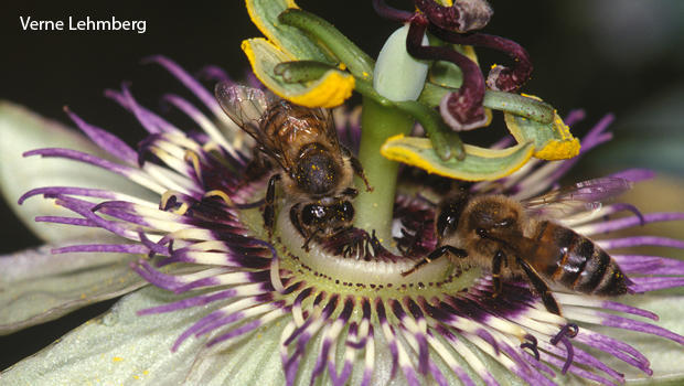 passionflower-honeybees-verne-lehmberg-620.jpg 