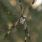 Nature: Spider webs