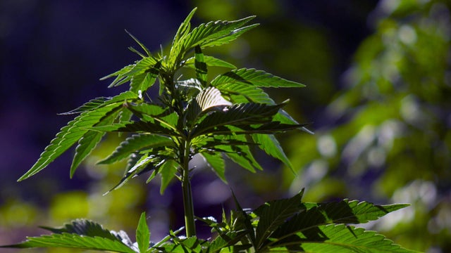 plant.jpg 