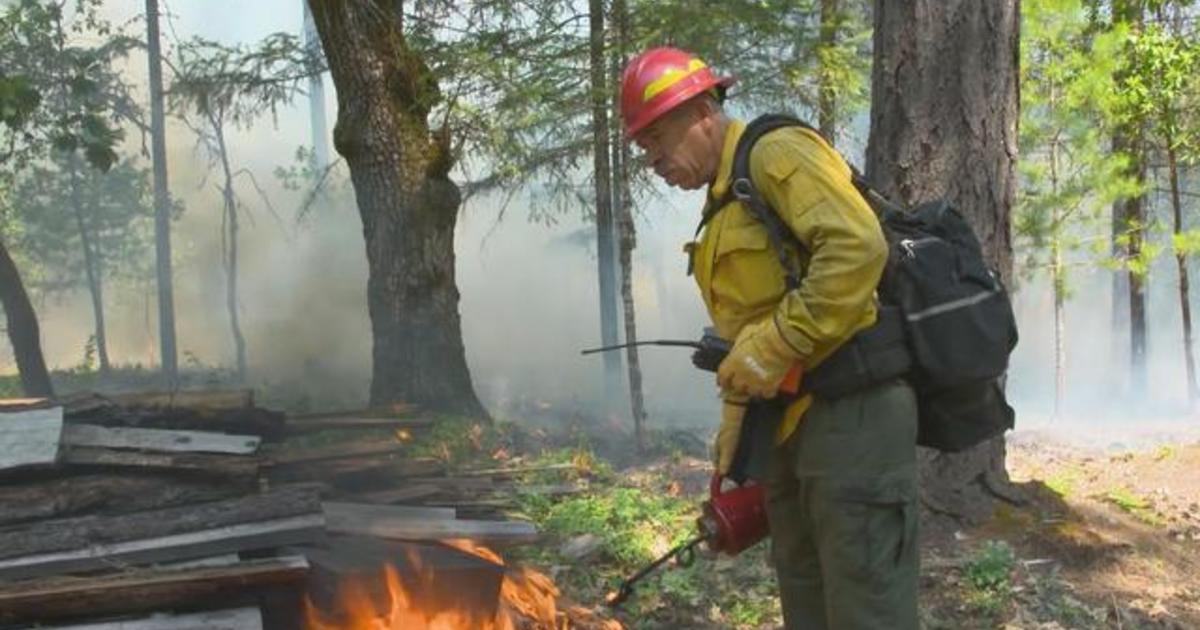 Immigrant forestry workers face hazards and exploitation fighting ...