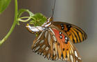 gulf-fritillary-butterfly-laying-egg-on-passionflower-vine-verne-lehmberg-promo.jpg 