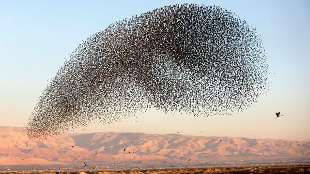 murmuration-1.jpg 