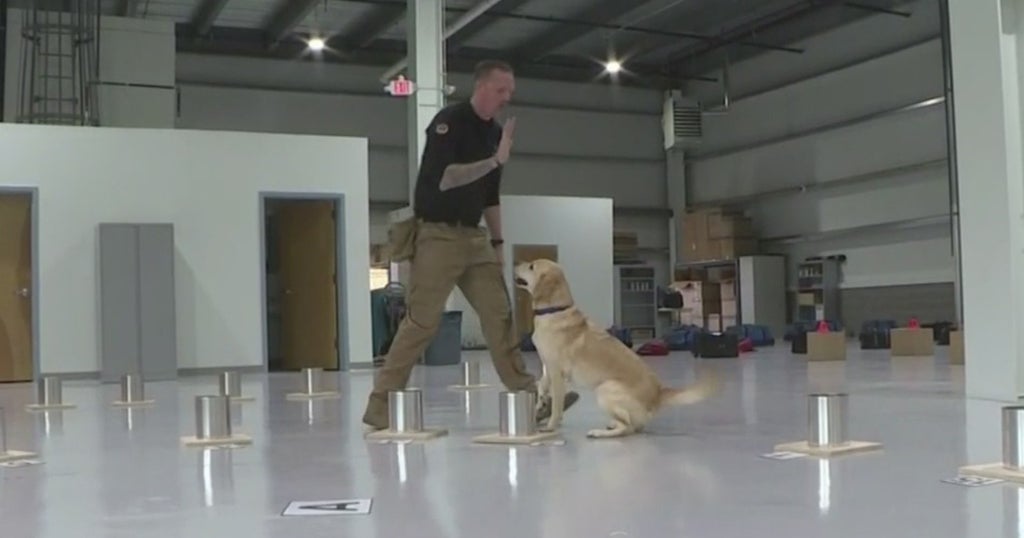 Every Day Is A Dog Day For Long Island Army Vet Who Trains Explosives 