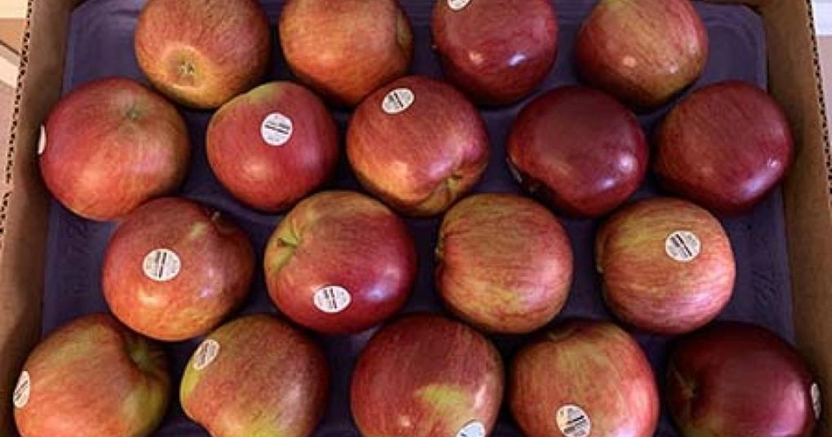 What ever happened to Red Delicious apples? I feel like they've disappeared  in recent years : r/newzealand