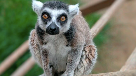 Stolen Lemur 
