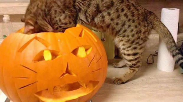 Cat-pumpkin.jpg 