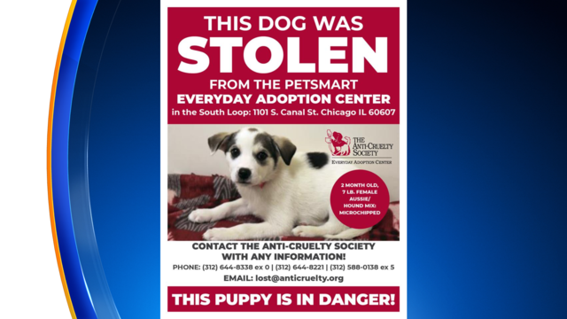 Stolen-Puppy.png 