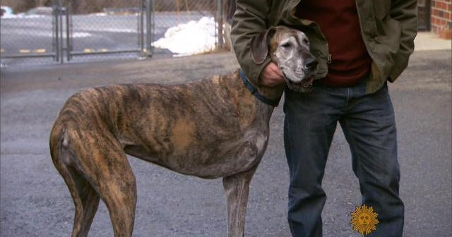 Dogs assist the fight against bone cancer