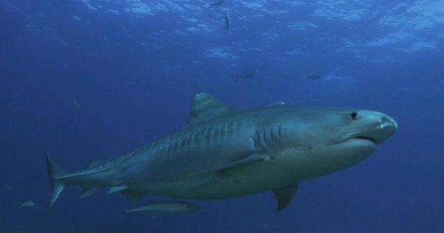 Nature: Sharks