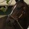 Another look at Zenyatta