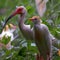 Nature: Waterfowl