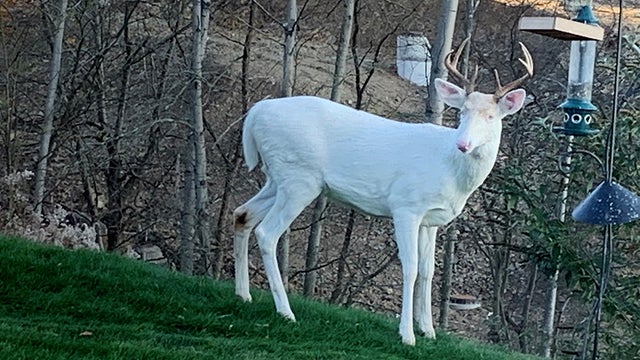 ohio-township-albino-deer.jpg 