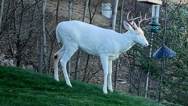 ohio township albino deer 2 