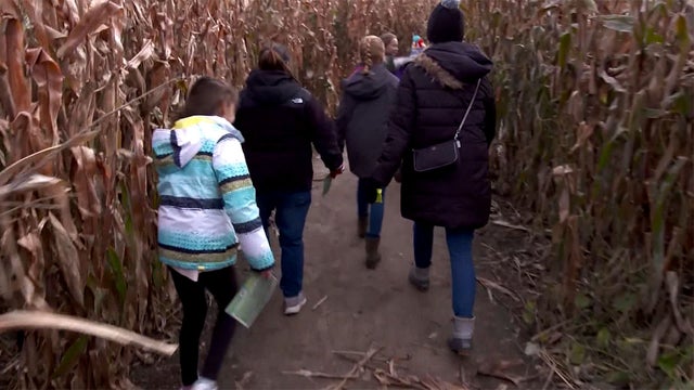 Spring_Grove_Corn_Maze_1103.jpg 