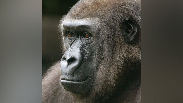 aaagorilla.jpg 