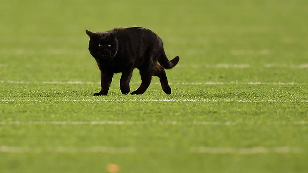 Black Cat At Giants Game 