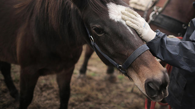 horse-petting-generic.jpg 