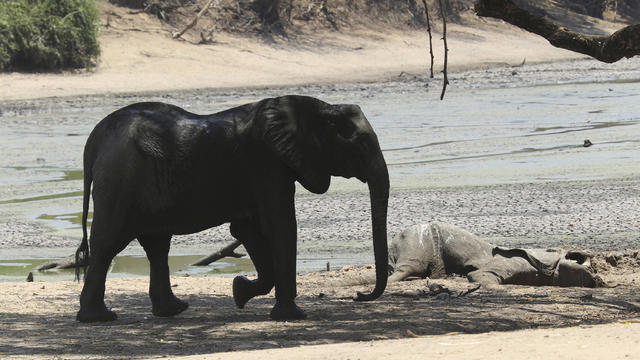 Zimbabwe Wildlife Drought 