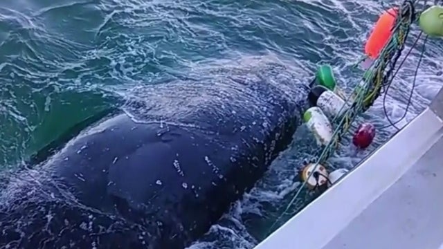whale-entanglement.jpg 