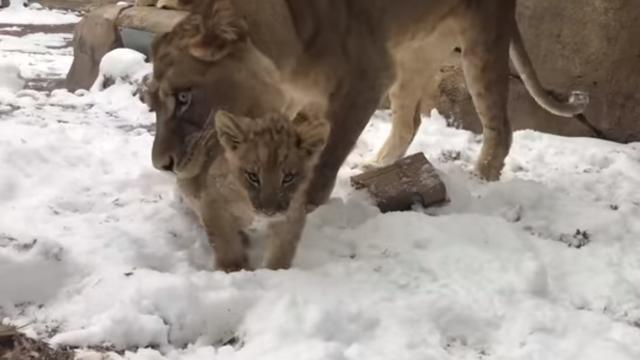 lion-cub-in-snow.jpg 