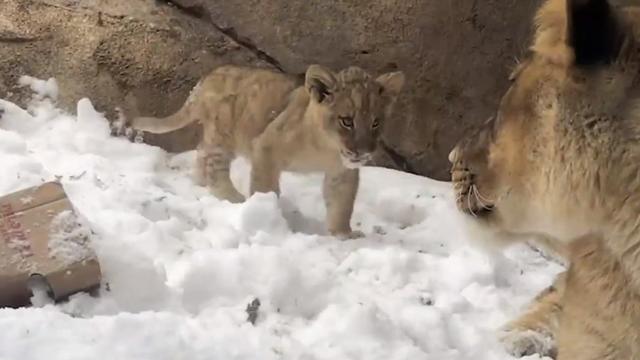 lion-cub-in-snow-1.jpg 