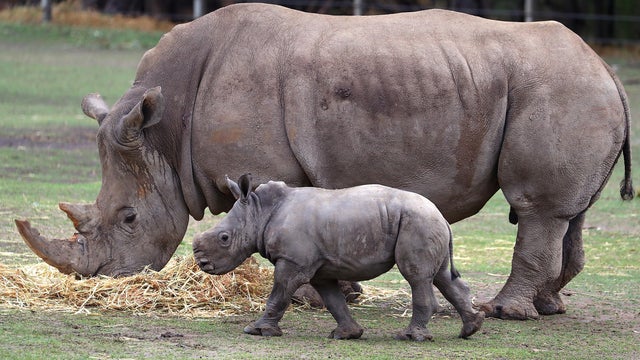 Taronga Western Plains Zoo Welcomes Baby White Rhino 