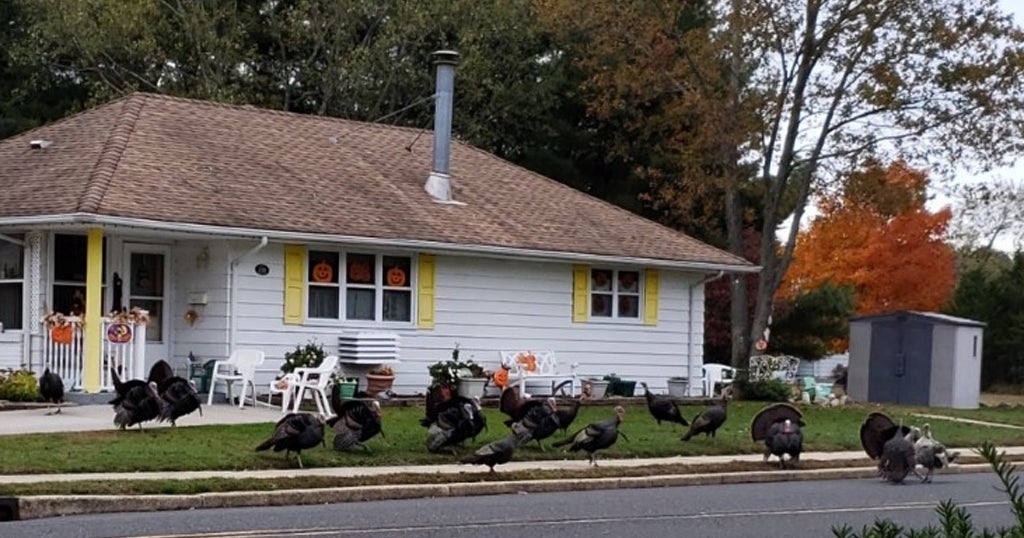 'Animal Control Needs To Step Up' Todd Frazier Among Toms River