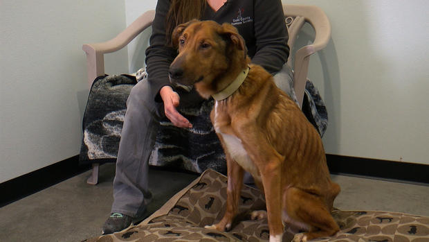 Gabriel The Dog found malnourished emaciated in Wisconsin 2 