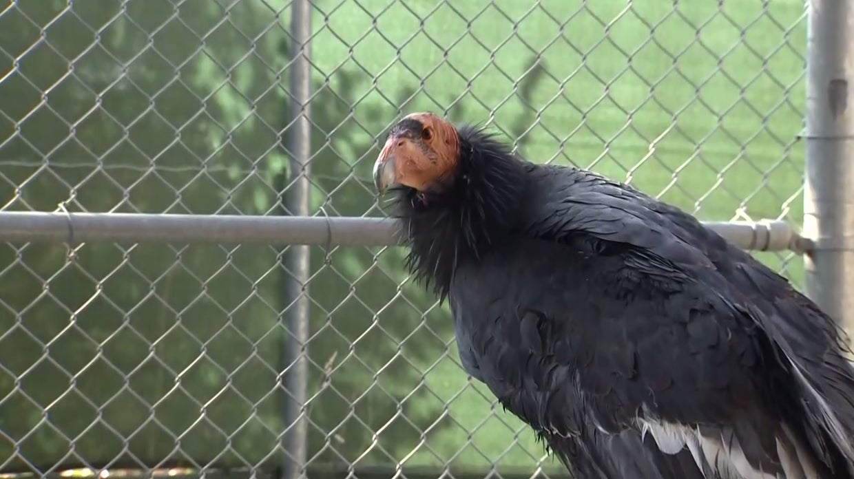 Endangered California Condor Being Treated For Lead Poisoning At ...